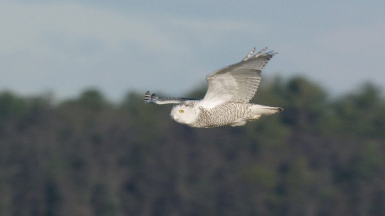 кадр из фильма A Winter's Tale: The Journey Of The Snowy Owls