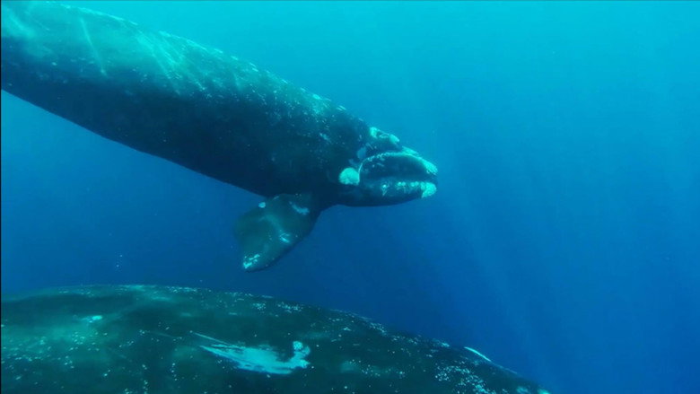 кадр из фильма El Encanto de las Ballenas