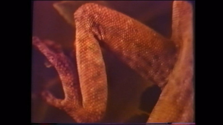 Lizard Mosaic