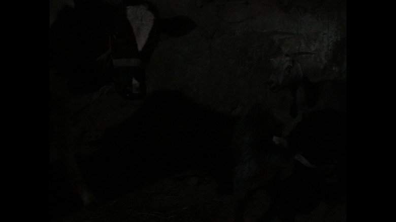 кадр из фильма شكوى البقرة