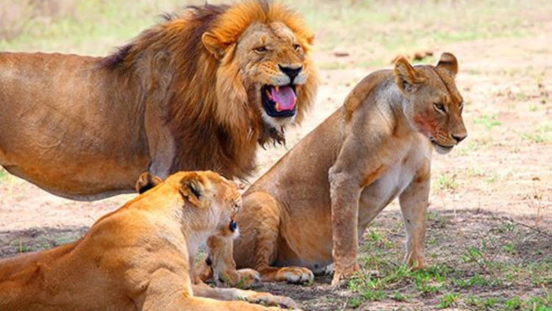 Wild Africa 3D: An Extraordinary Journey