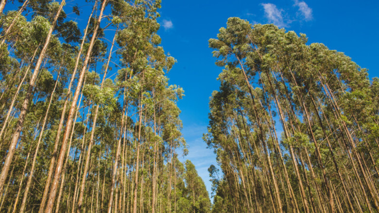 кадр из фильма Novas Raízes – Escolhas do Futuro