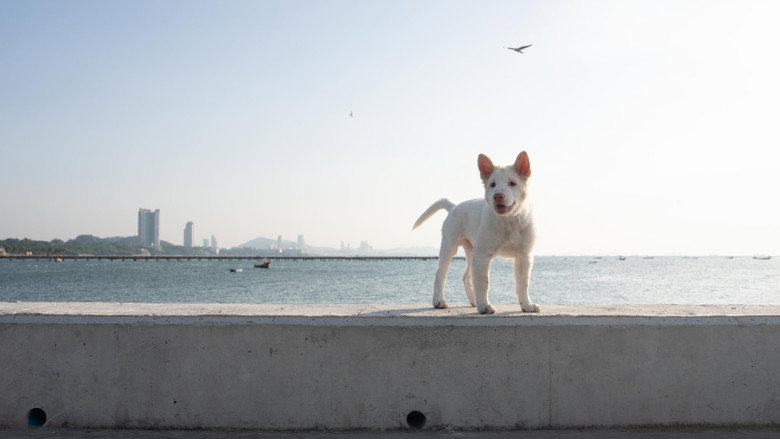 кадр из фильма โกฮัง..หัวใจโกโฮม