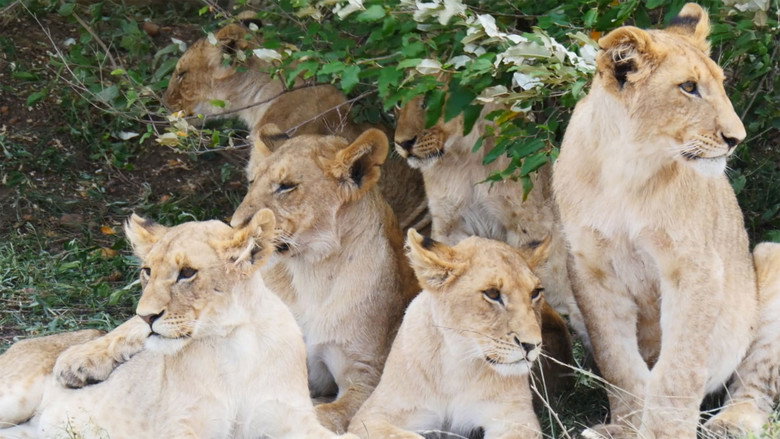 кадр из фильма Жизнь на экваторе