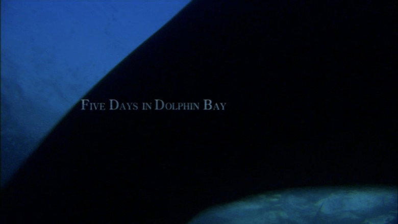 кадр из фильма Five days in Dolphin Bay