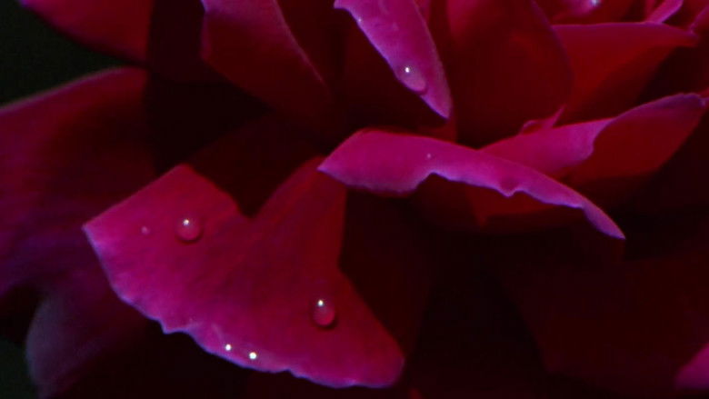 кадр из фильма Сексуальная история О