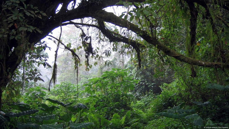 кадр из фильма Song from the Forest