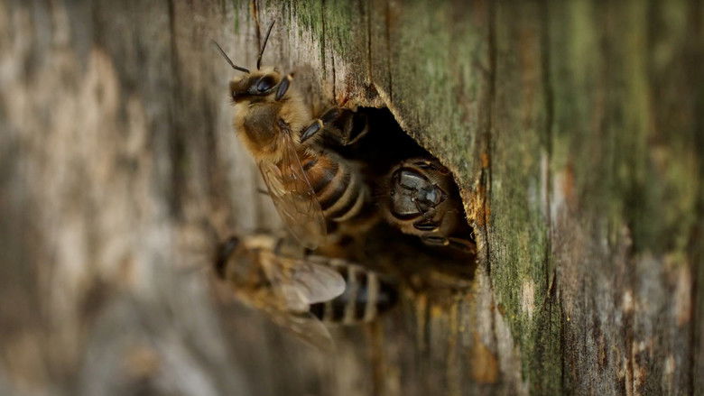 кадр из фильма Abeilles