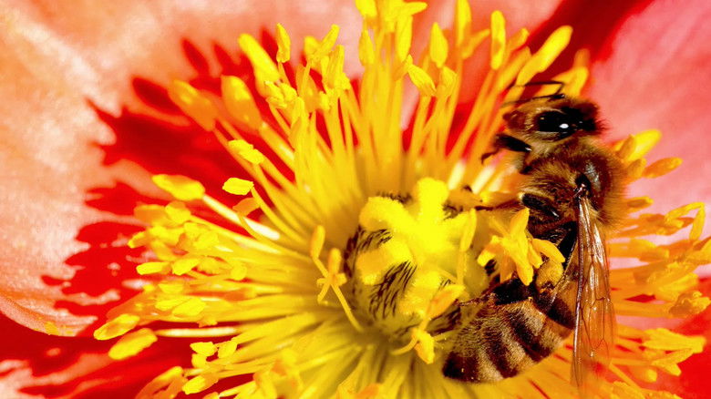 кадр из фильма Скрытая красота: История любви, которая питает Землю