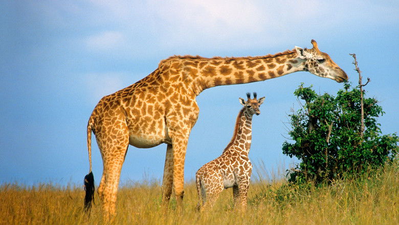 кадр из фильма Giraffe: African Giant