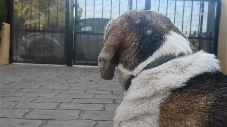 кадр из фильма La bienvenida