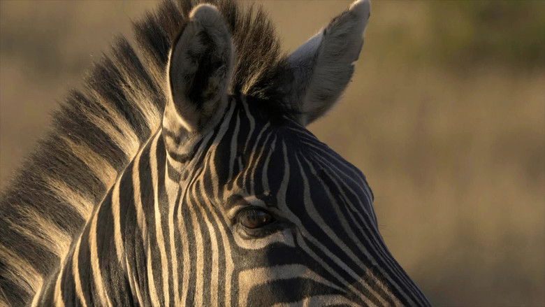 кадр из фильма Le Zèbre chanceux