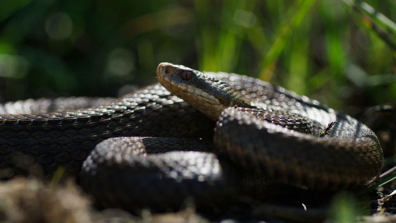 кадр из фильма Onze Natuur, De Film