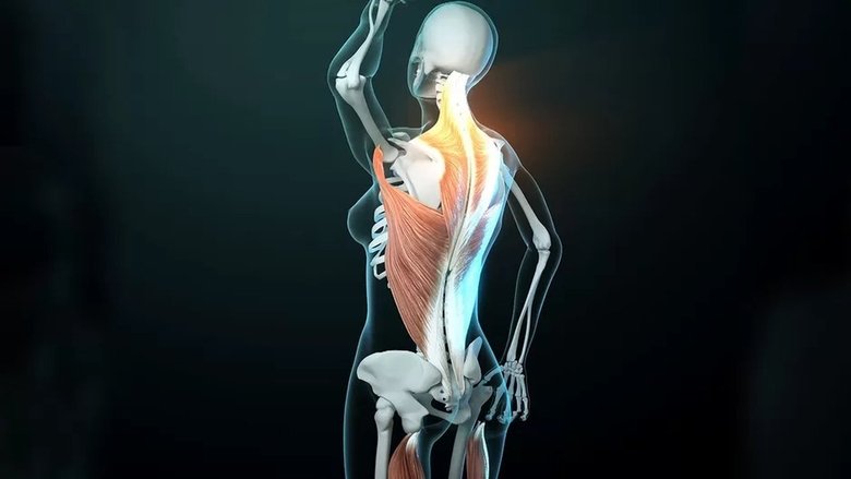 кадр из фильма Faszien – Geheimnisvolle Welt unter der Haut