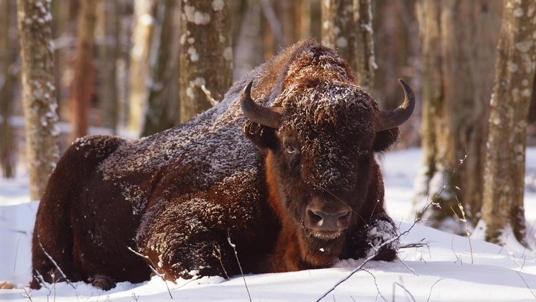 кадр из фильма Wild Poland