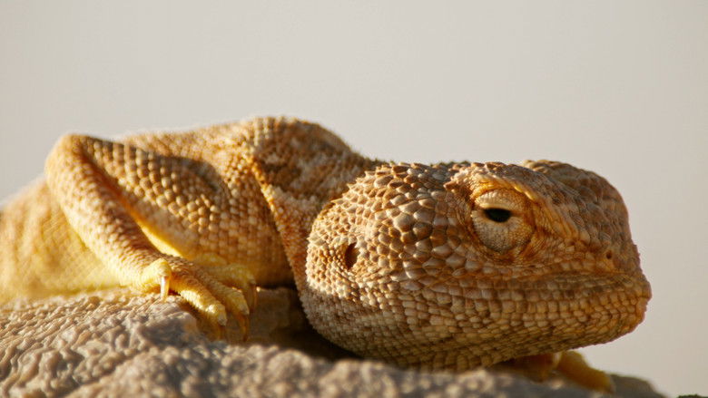 кадр из фильма هورايزن