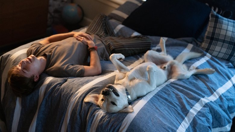 кадр из фильма Пропала собака