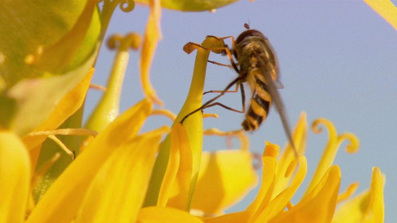 кадр из фильма Insect World