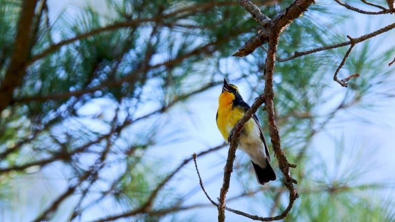 кадр из фильма Just Like A Bird