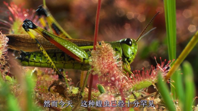 кадр из фильма Магия болот