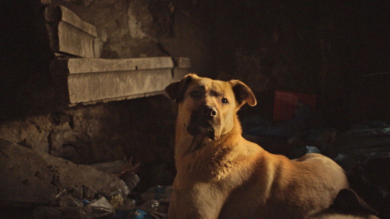 кадр из фильма Stray