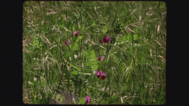 кадр из фильма Le Fil rouge