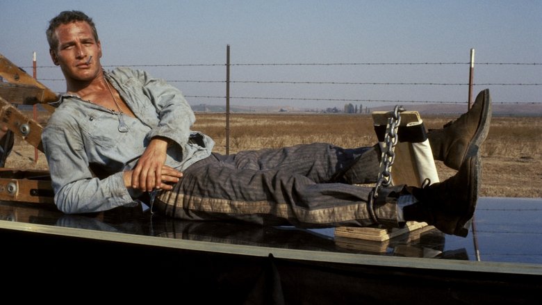 кадр из фильма Хладнокровный Люк