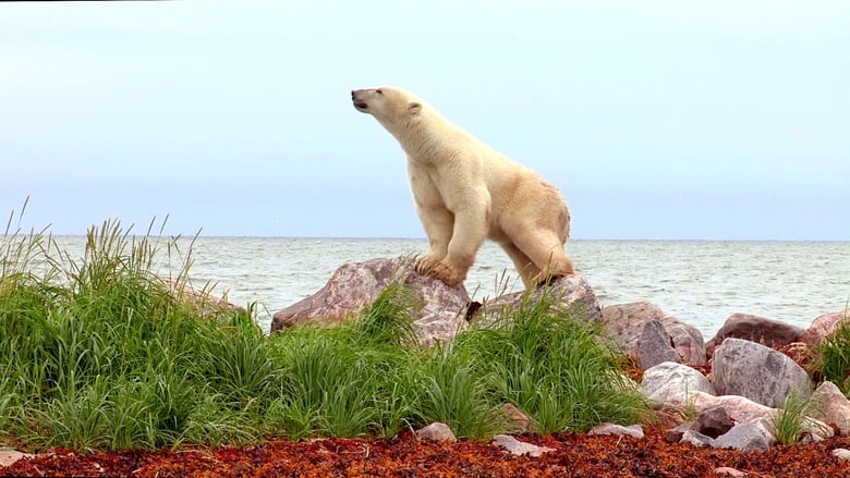 кадр из фильма Polar Bears: Ice Bear