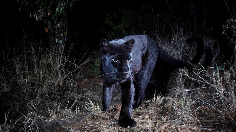 кадр из фильма In Search Of A Legend: Black Leopard