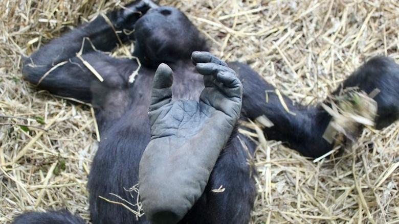 кадр из фильма Der unsichtbare Zoo