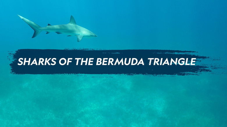 кадр из фильма Sharks of the Bermuda Triangle