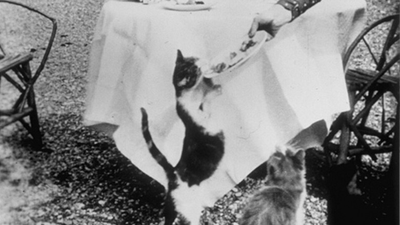 кадр из фильма Repas des chats