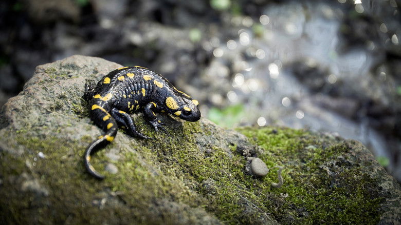 кадр из фильма Vad víz – Aqua Hungarica