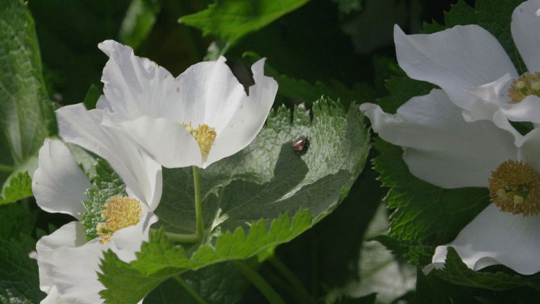 кадр из фильма Маленький лес. Зима, весна