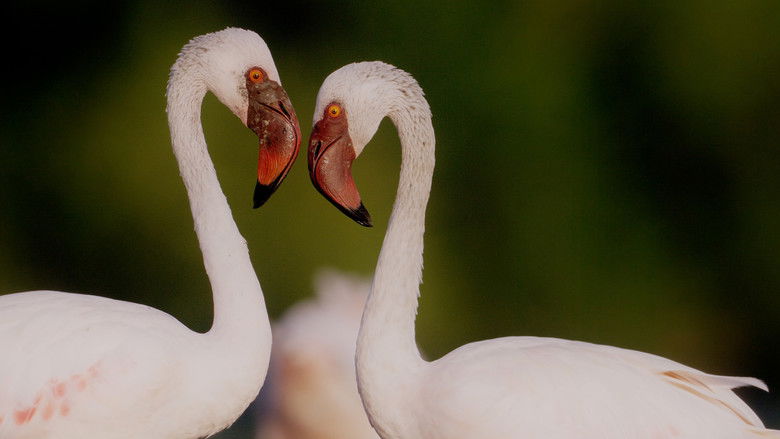 кадр из фильма هورايزن