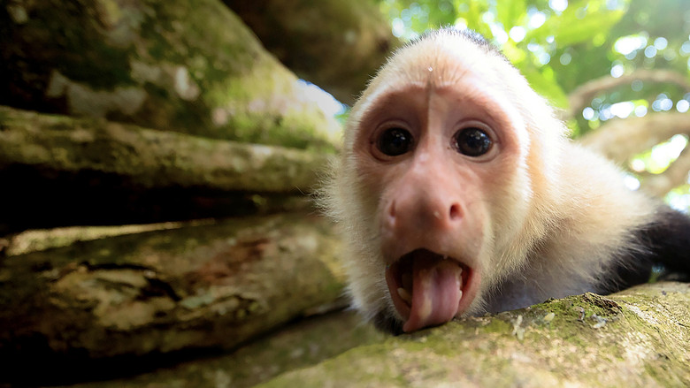 кадр из фильма Untamed Costa Rica with Filipe DeAndrade