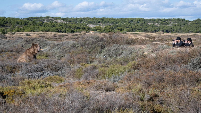 кадр из фильма Человек, который видел медведя, который видел человека