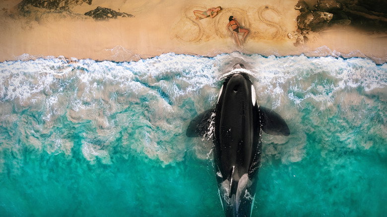 кадр из фильма Кит-убийца