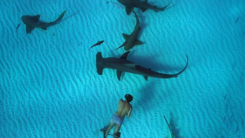 кадр из фильма Sharkwater Extinction