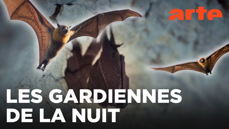 кадр из фильма Mondes Sauvages : Chauves-souris, les sentinelles de la forêt