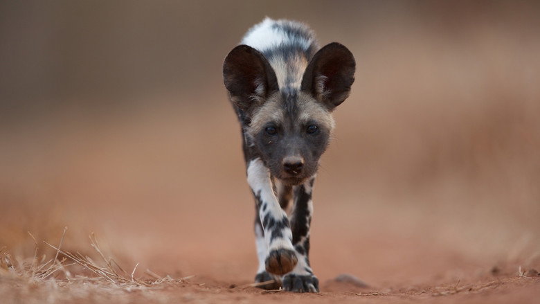 кадр из фильма Dogs in the Land of Lions