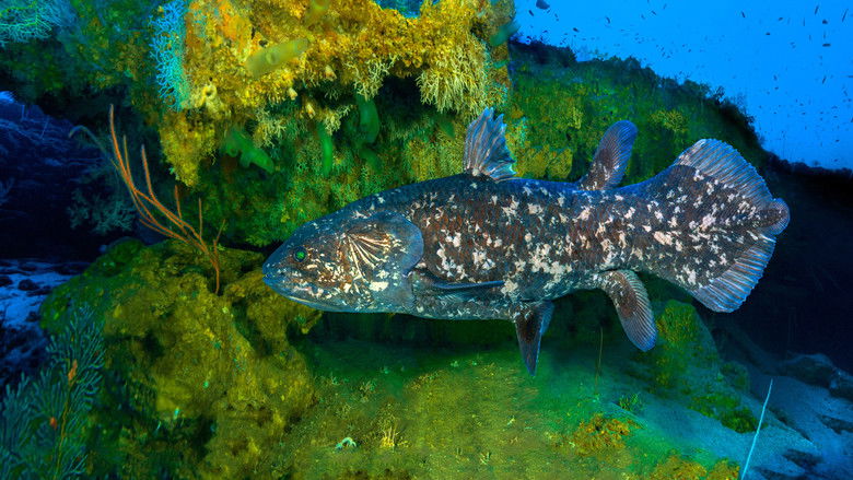 кадр из фильма Дайвинг с целакантом