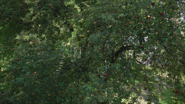 кадр из фильма Фрагменты женщины