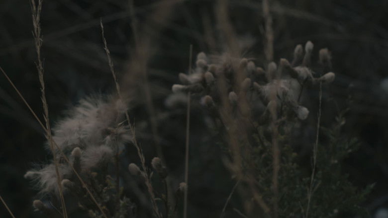 кадр из фильма Sun, Trees, Sun