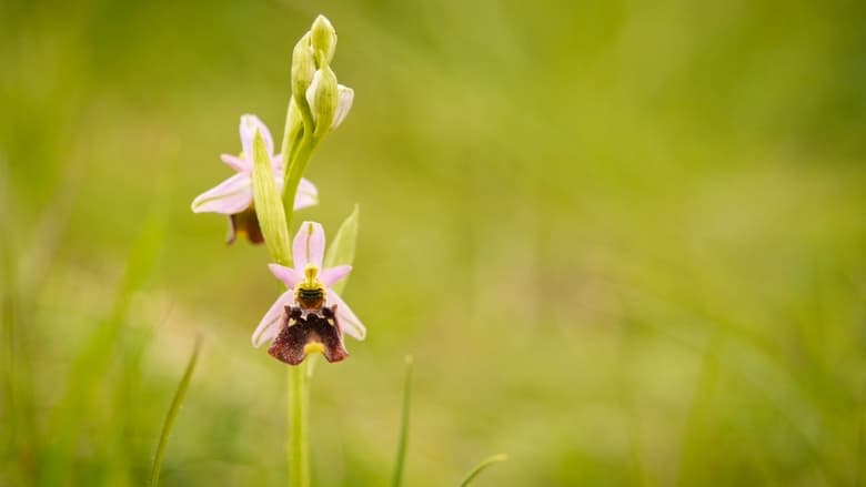 кадр из фильма Verborgene Schönheit: Die Orchideen des Saaletals