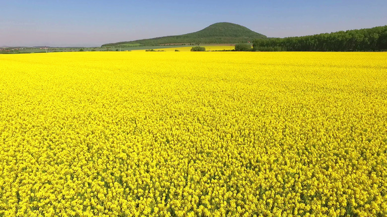 кадр из фильма Selský rozum