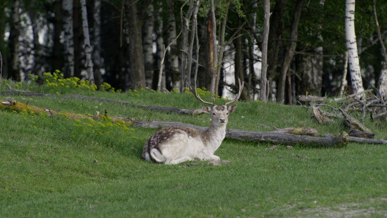 кадр из фильма Дівія