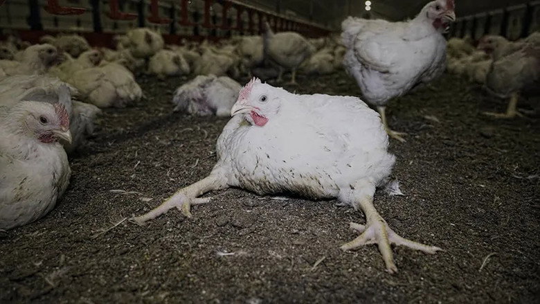 кадр из фильма Poulet mania