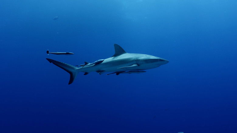 кадр из фильма هورايزن