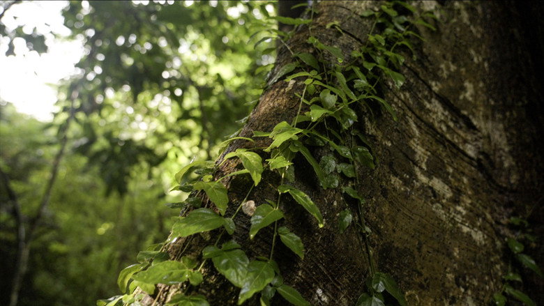 кадр из фильма Curandera